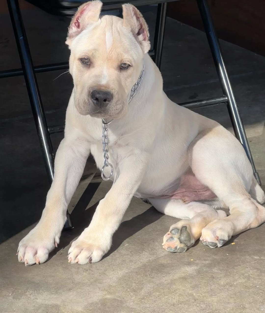  3 Ringo  female puppy For Sale 