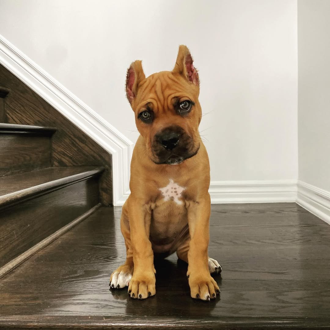  1 Bella Female puppy For Sale 