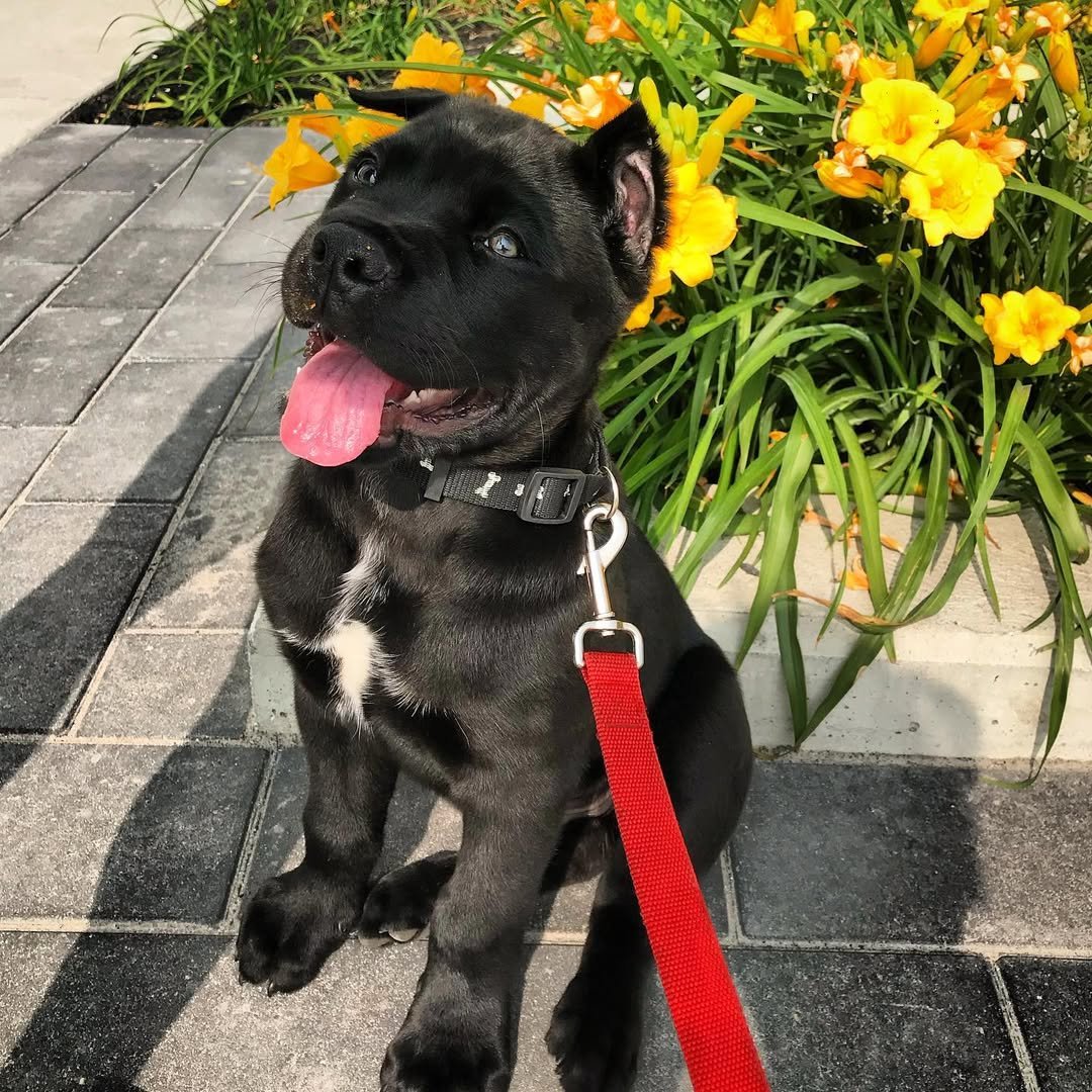  2 Max male puppy For Sale 