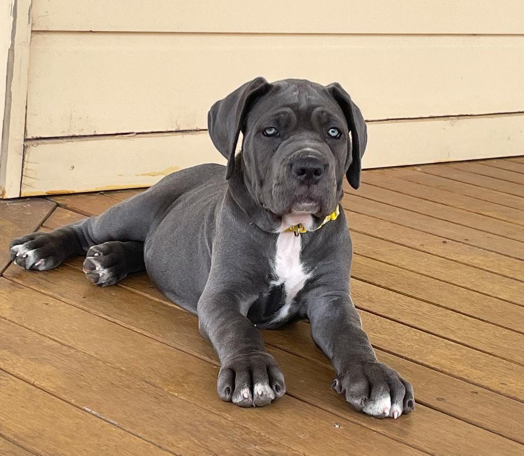  4 Luna female puppy For Sale 