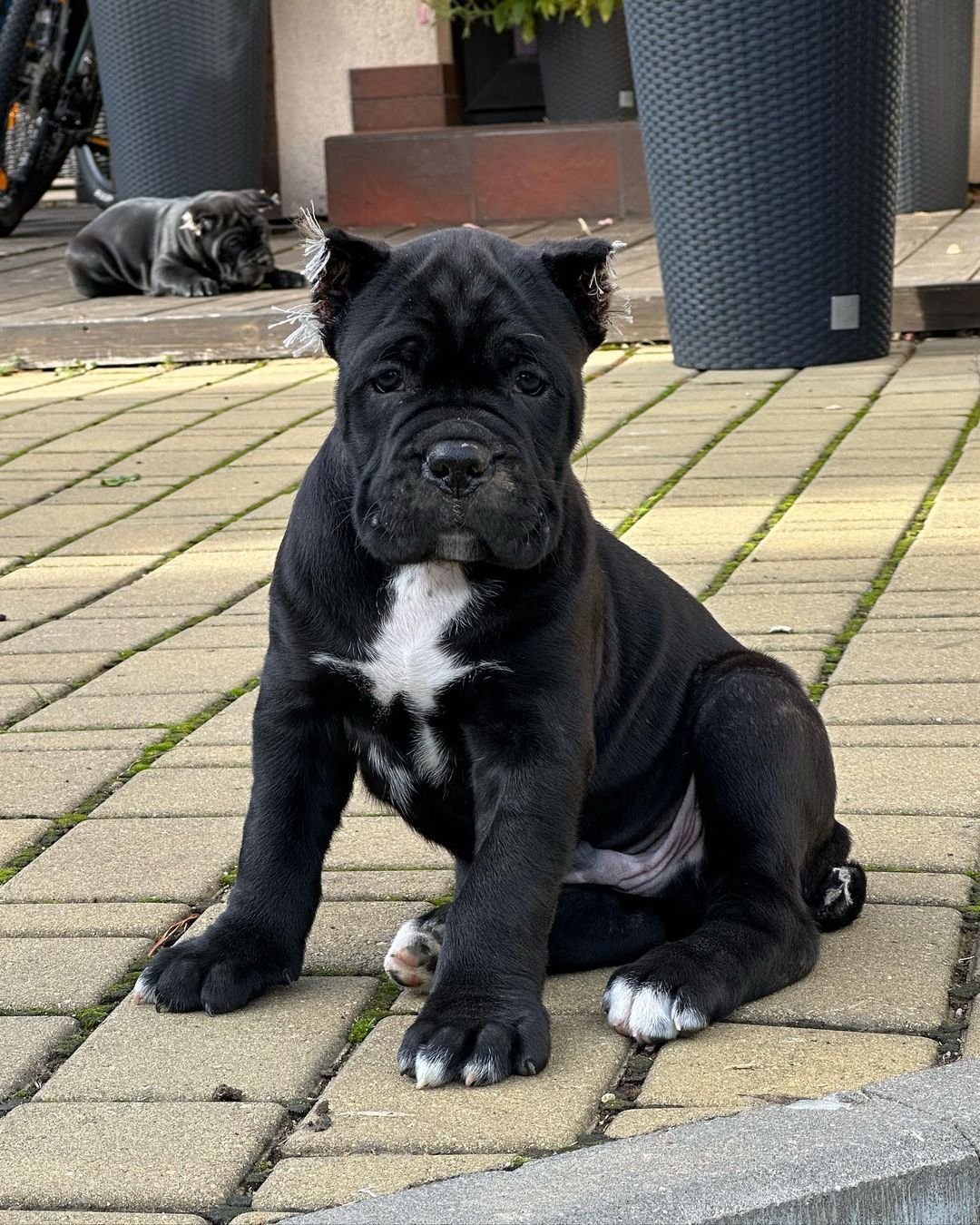  1 Zeus Female puppy For Sale 