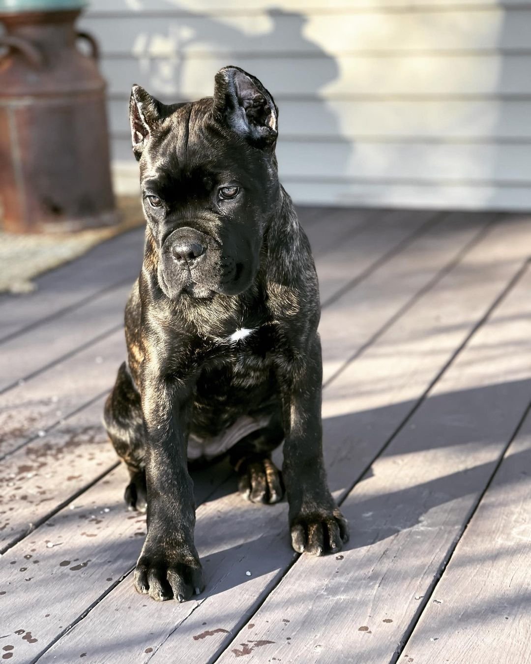  4 Nova female puppy For Sale 