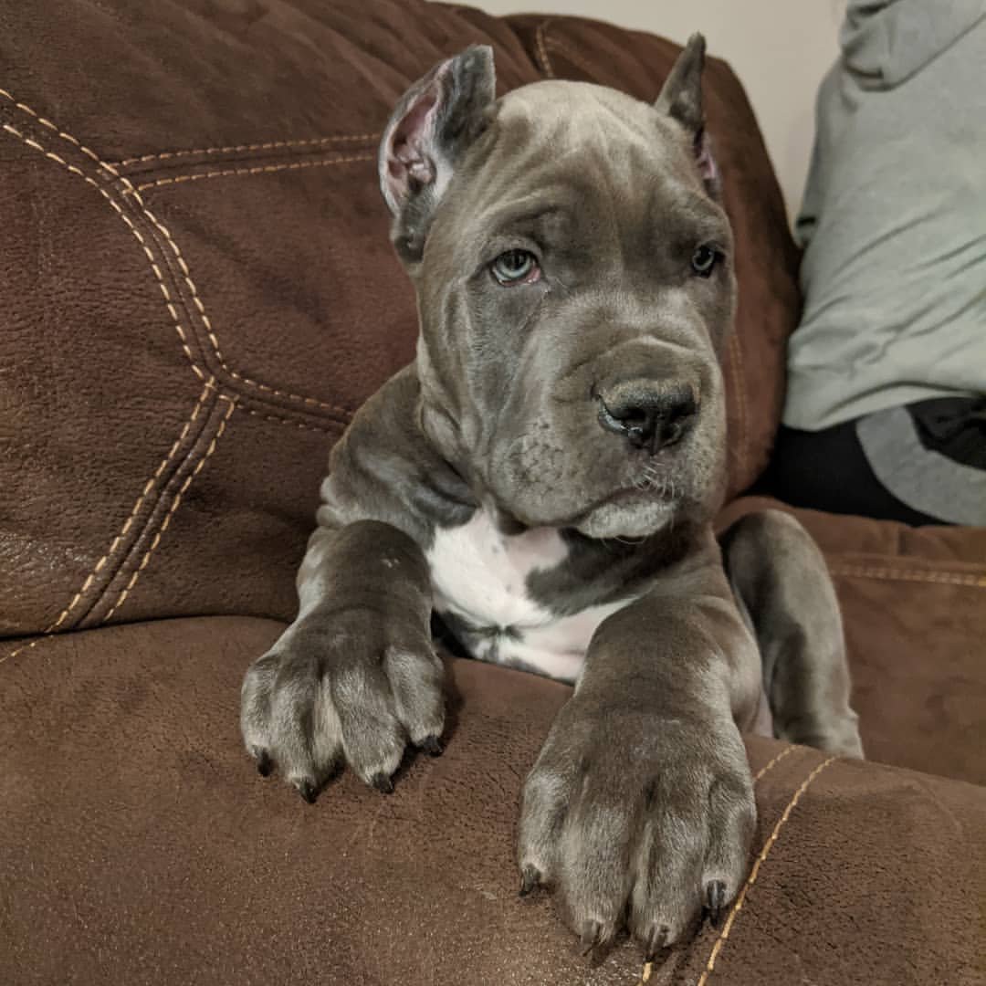  3 Bole  female puppy For Sale 