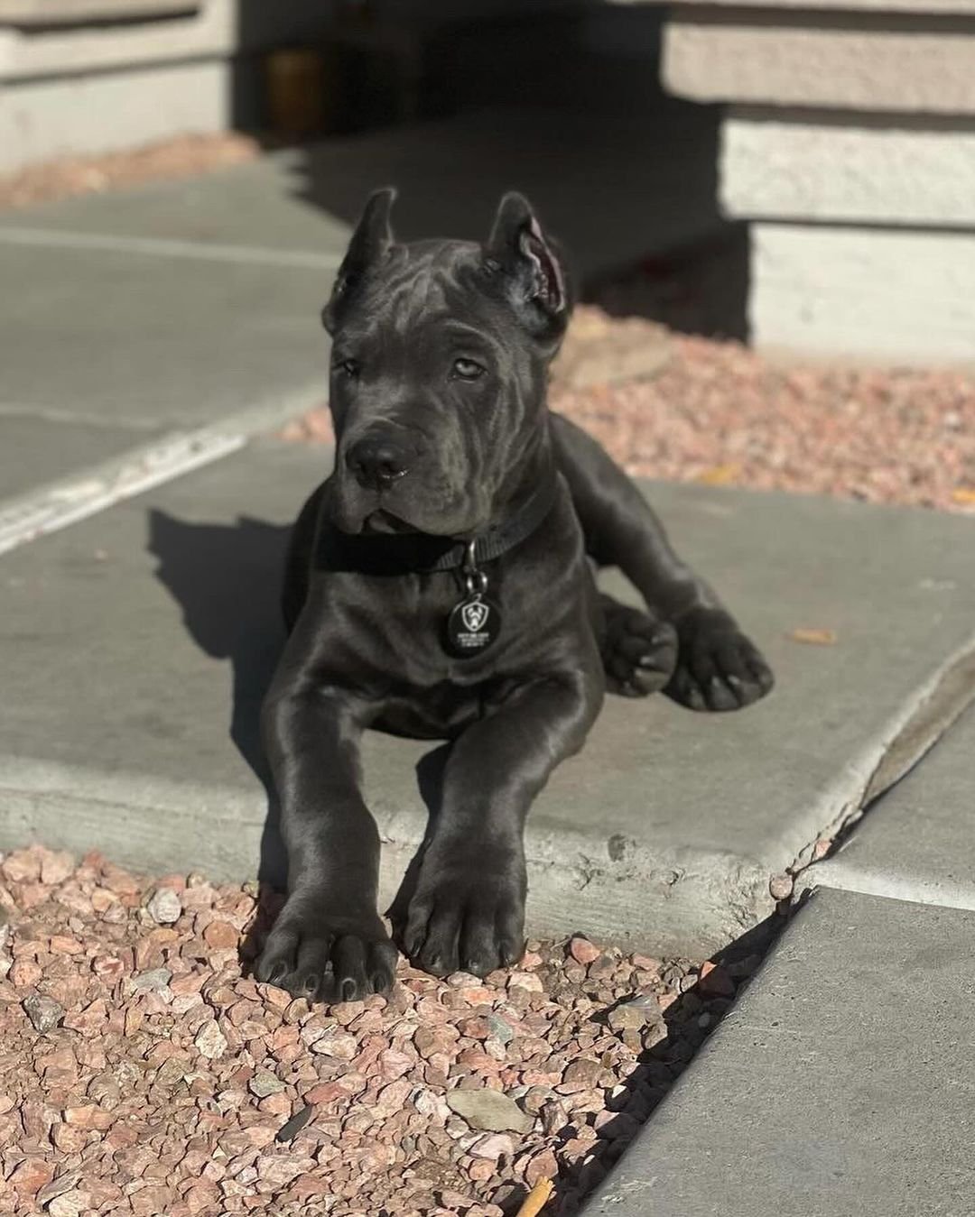 2 Coy male puppy For Sale 