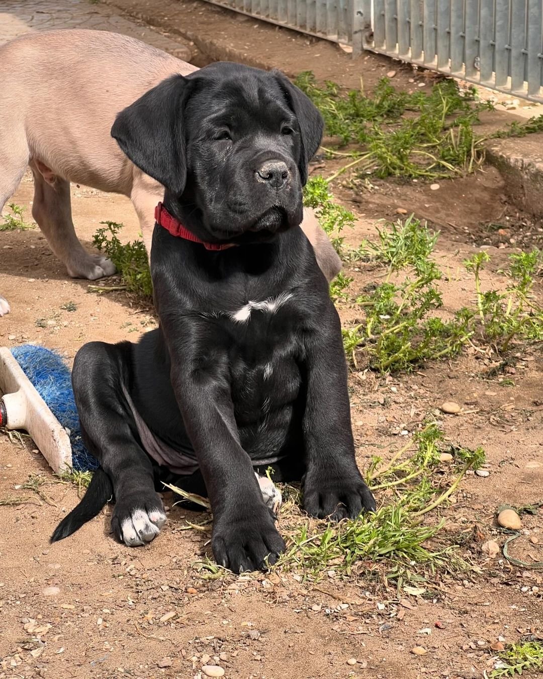  3 Sienna  female puppy For Sale 