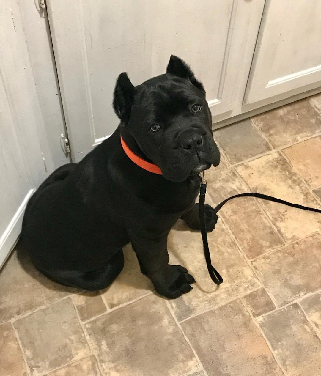  4 Sean male puppy For Sale 