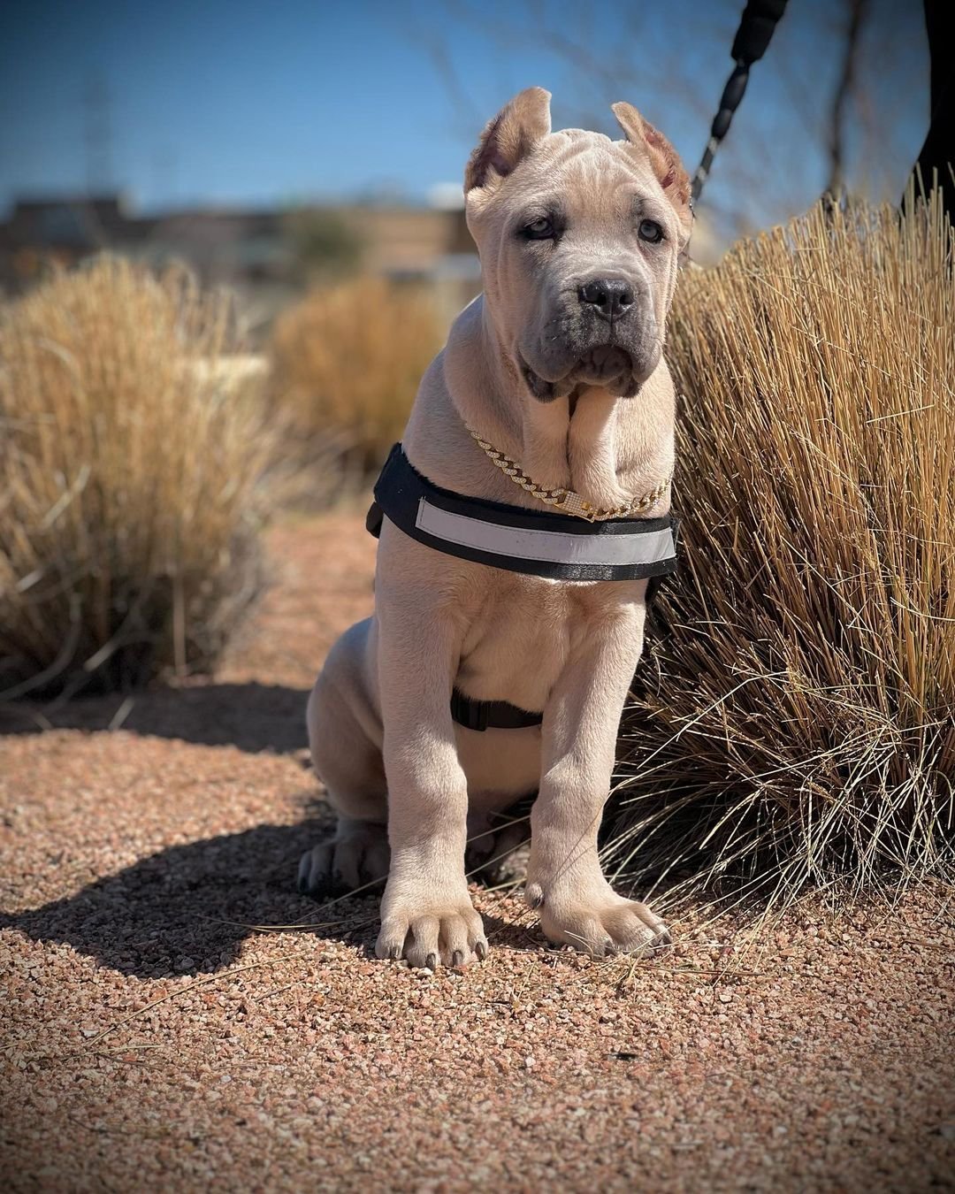  3 Roy  female puppy For Sale 