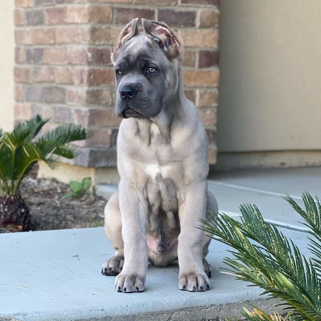  2 Sach male puppy For Sale 