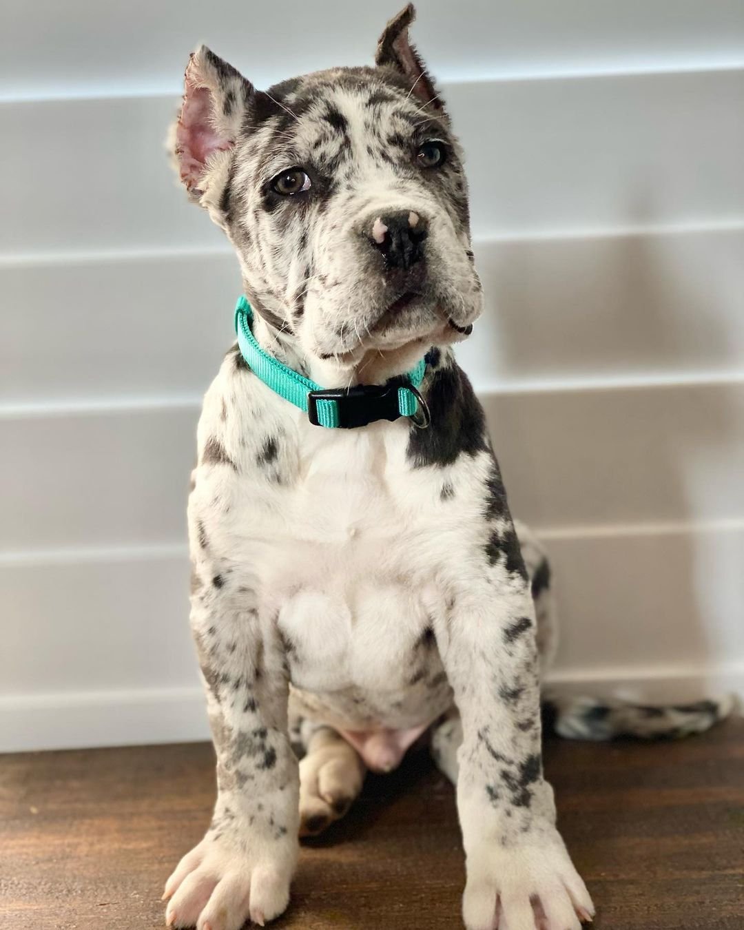  1 Dang Female puppy For Sale 