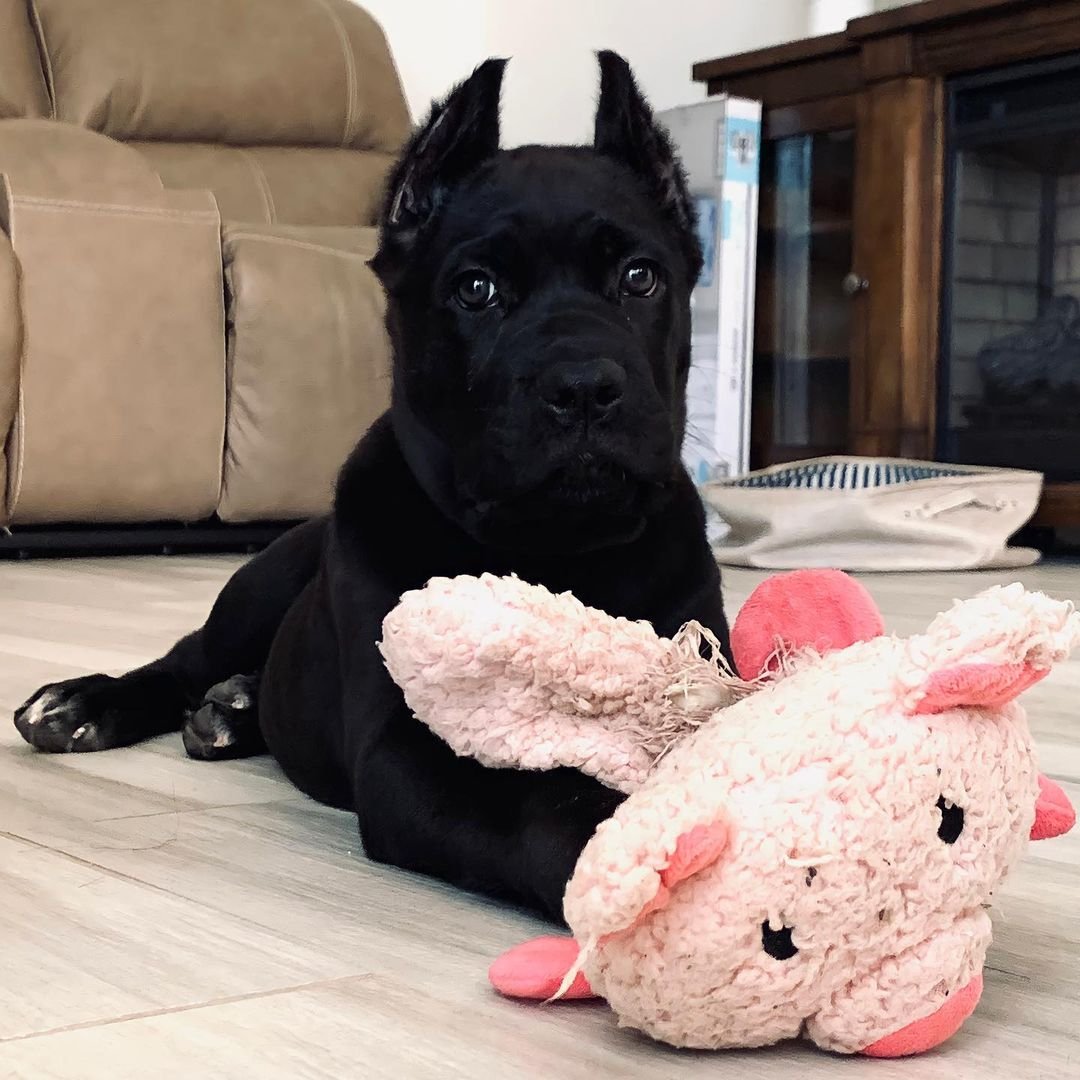  1 Stella Female puppy For Sale 