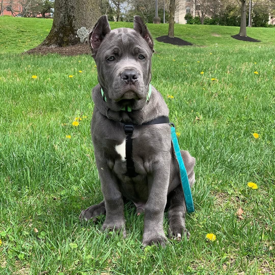  4 Titan female puppy For Sale 